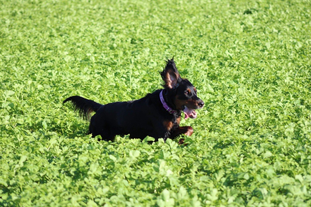 Nalla Du Domaine De Loumatpau