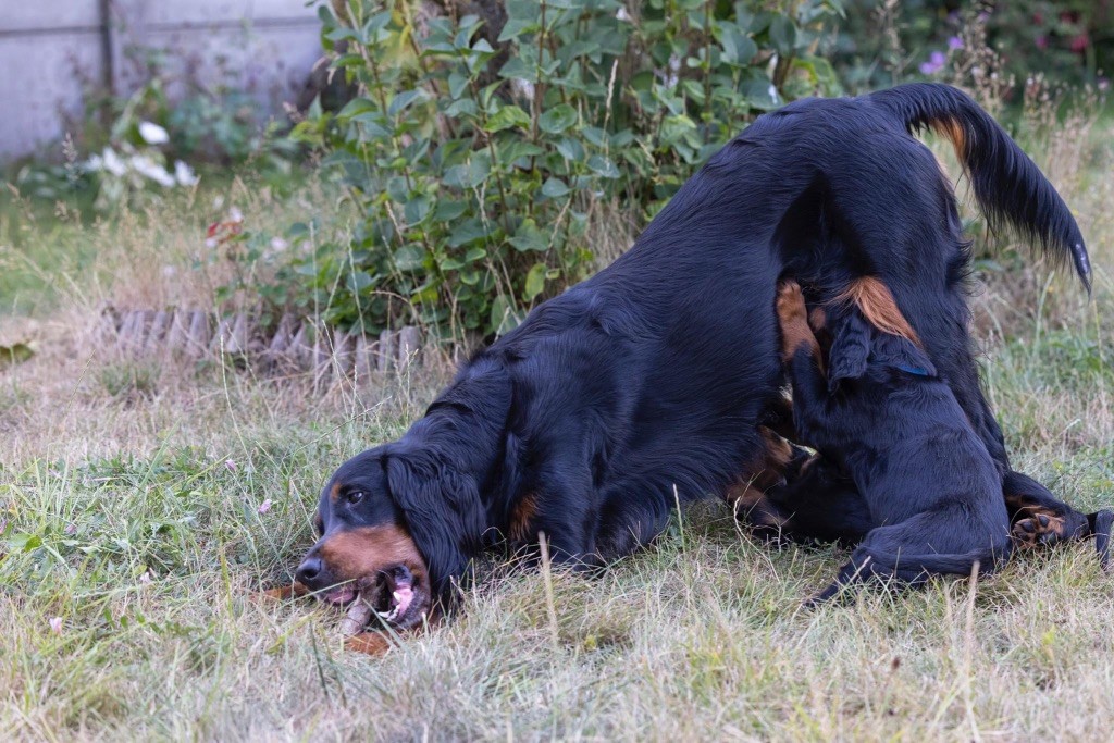 Nalla Du Domaine De Loumatpau