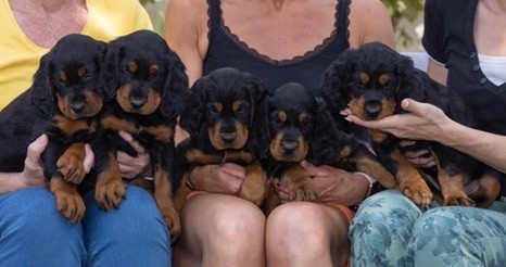 chiot Setter Gordon Du Domaine Du Mardyck