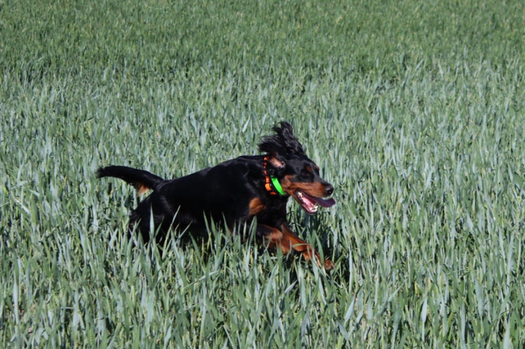 Nalla Du Domaine De Loumatpau